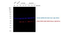 Invitrogen Rabbit anti-Mouse IgG (H+L) Cross-Adsorbed Secondary Antibody,