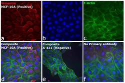Invitrogen™ F(ab')2-Goat anti-Rabbit IgG (H+L) Cross-Adsorbed Secondary Antibody, Alexa Fluor™ 647