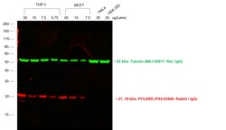 Invitrogen F(ab')2-Goat anti-Rabbit IgG (H+L) Cross-Adsorbed Secondary