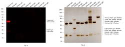 Invitrogen F(ab')2-Goat anti-Rabbit IgG (H+L) Cross-Adsorbed Secondary
