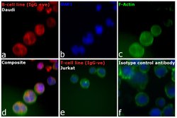 Invitrogen Goat anti-Human IgM (Heavy chain) Cross-Adsorbed Secondary Antibody,