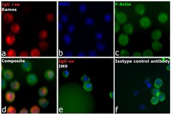 Invitrogen™ Goat anti-Human IgM (Heavy chain) Cross-Adsorbed Secondary Antibody, Alexa Fluor™ 647