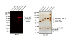 Invitrogen Goat anti-Human IgM (Heavy chain) Cross-Adsorbed Secondary Antibody,