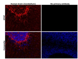 Invitrogen GFAP Monoclonal Antibody (131-17719) 100 &mu;L; Unconjugated:Antibodies,