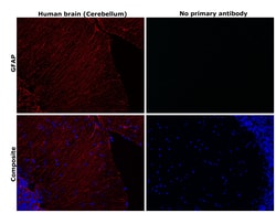 Invitrogen GFAP Monoclonal Antibody (131-17719) 100 &mu;L; Unconjugated:Antibodies,