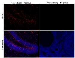 Invitrogen GFAP Monoclonal Antibody (131-17719) 100 &mu;L; Unconjugated:Antibodies,