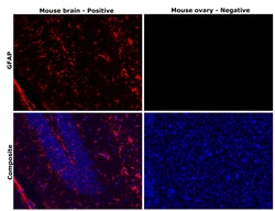 Invitrogen GFAP Monoclonal Antibody (131-17719) 100 &mu;L; Unconjugated:Antibodies,
