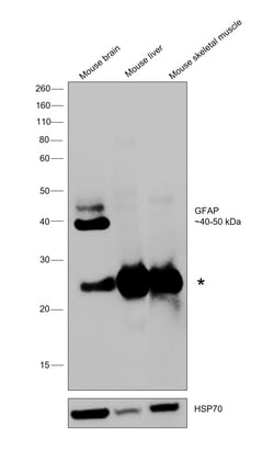 Invitrogen GFAP Monoclonal Antibody (131-17719) 100 &mu;L; Unconjugated:Antibodies,