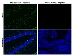 Invitrogen GFAP Monoclonal Antibody (131-17719), Alexa Fluor 488 50 &mu;L;