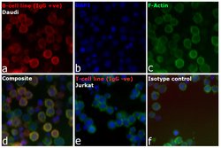 Invitrogen Goat anti-Human IgG (H+L) Cross-Adsorbed Secondary Antibody,