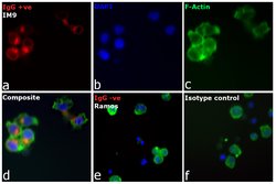 Invitrogen Goat anti-Human IgG (H+L) Cross-Adsorbed Secondary Antibody,