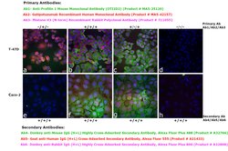 Invitrogen™ Goat anti-Human IgG (H+L) Cross-Adsorbed Secondary Antibody, Alexa Fluor™ 555