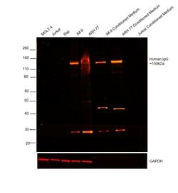 Invitrogen Goat anti-Human IgG (H+L) Cross-Adsorbed Secondary Antibody,