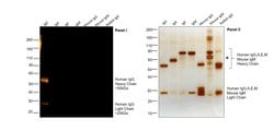 Invitrogen Goat anti-Human IgG (H+L) Cross-Adsorbed Secondary Antibody,