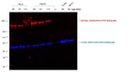Thumbnail_Invitrogen Donkey anti-Sheep IgG (H+L) Cross-Adsorbed Secondary Antibody,