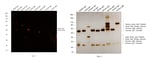 Thumbnail_Invitrogen Donkey anti-Sheep IgG (H+L) Cross-Adsorbed Secondary Antibody,