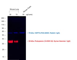 Invitrogen Goat anti-Syrian Hamster IgG (H+L) Cross-Adsorbed Secondary