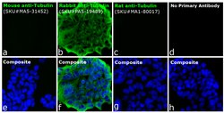 Invitrogen Goat anti-Rabbit IgG (H+L) Cross-Adsorbed Secondary Antibody,