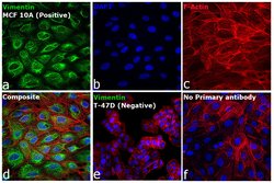 Invitrogen Goat anti-Rabbit IgG (H+L) Cross-Adsorbed Secondary Antibody,