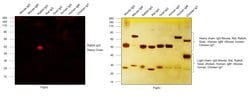 Invitrogen Goat anti-Rabbit IgG (H+L) Cross-Adsorbed Secondary Antibody,