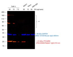 Invitrogen Goat anti-Rabbit IgG (H+L) Cross-Adsorbed Secondary Antibody,