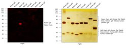 Invitrogen Goat anti-Rabbit IgG (H+L) Cross-Adsorbed Secondary Antibody,