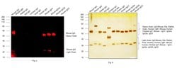 Invitrogen Goat anti-Mouse IgG (H+L) Cross-Adsorbed Secondary Antibody,