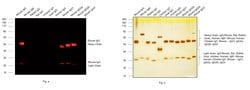 Invitrogen™ Goat anti-Mouse IgG (H+L) Highly Cross-Adsorbed Secondary Antibody, Alexa Fluor™ 635