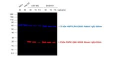 Invitrogen Goat anti-Mouse IgG (H+L) Highly Cross-Adsorbed Secondary Antibody,
