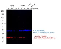 Invitrogen Goat anti-Rabbit IgG (H+L) Cross-Adsorbed Secondary Antibody, Alexa Fluor 635 1 mg | Buy Online | Invitrogen&trade; | Fisher Scientific