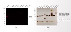 Invitrogen Goat anti-Rabbit IgG (H+L) Highly Cross-Adsorbed Secondary Antibody,