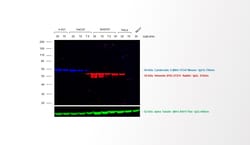 Invitrogen Goat anti-Rabbit IgG (H+L) Highly Cross-Adsorbed Secondary Antibody,