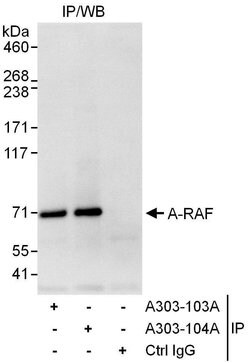 A-RAF Rabbit anti-Human, Polyclonal, Bethyl Laboratories 10 &mu;L; Unconjugated:Antibodies,
