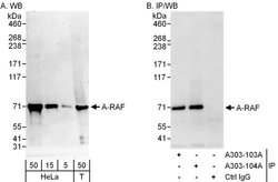 A-RAF Rabbit anti-Human, Polyclonal, Bethyl Laboratories 100 &mu;L; Unconjugated:Antibodies,