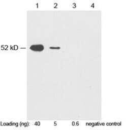 c-Myc-tag Rabbit, Polyclonal, GenScript 40 &mu;g; Unconjugated:Antibodies,