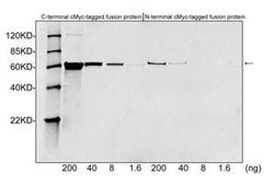 c-Myc-tag Rabbit, Polyclonal, GenScript 40 &mu;g; Unconjugated:Antibodies,