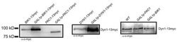 c-Myc-tag Rabbit, Polyclonal, GenScript 40 &mu;g; Unconjugated:Antibodies,
