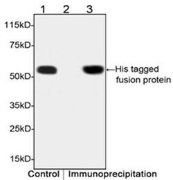 His Tag Mouse, Clone: 6G2A9, THE , GenScript 100 &mu;g; Unconjugated:Antibodies,