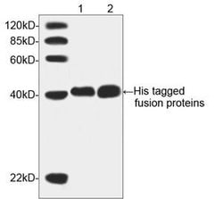 His Tag Mouse, Clone: 6G2A9, THE , GenScript 100 &mu;g; Unconjugated:Antibodies,