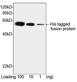 His Tag Mouse, Clone: 6G2A9, THE , GenScript 100 &mu;g; Unconjugated:Antibodies,