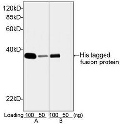 His Tag Mouse, Clone: 6G2A9, THE , GenScript 100 &mu;g; Unconjugated:Antibodies,