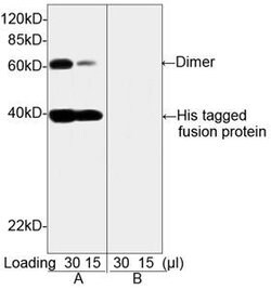 His Tag Mouse, Clone: 6G2A9, THE , GenScript 100 &mu;g; Unconjugated:Antibodies,