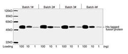 His Tag Mouse, Clone: 6G2A9, THE , GenScript 100 &mu;g; Unconjugated:Antibodies,