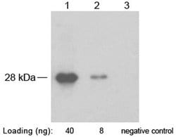 SNAP-tag Rabbit, Polyclonal, GenScript 40 &mu;g; Unconjugated:Antibodies,
