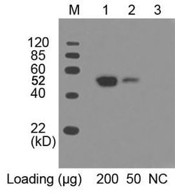 c-Myc Mouse, HRP, Clone: 2G8D5, THE , GenScript 100 &mu;g; HRP:Antibodies,