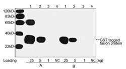 GST Monoclonal Antibody (2F10B9), THE , GenScript:Antibodies:Primary Antibodies