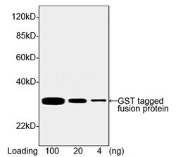 GST Monoclonal Antibody (2F10B9), THE , GenScript:Antibodies:Primary Antibodies