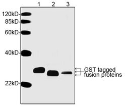 GST Monoclonal Antibody (2F10B9), THE , GenScript:Antibodies:Primary Antibodies