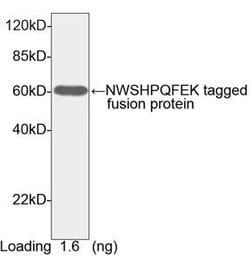 NWSHPQFEK Rabbit, HRP, Polyclonal, GenScript 40 &mu;g; HRP:Antibodies,
