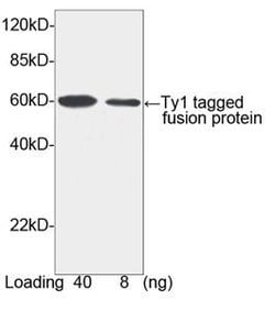 Ty1-tag Rabbit, Polyclonal, GenScript 40 &mu;g | Buy Online | Genscript Corporation | Fisher Scientific